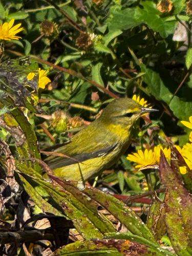 Tennessee Warbler