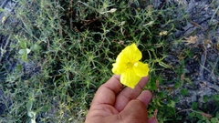 Calylophus