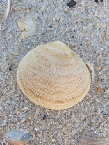 Arcopagia crassa observed 2026-10-12