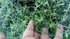 Calylophus