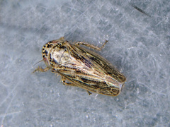 Euscelis incisus