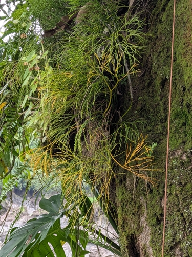 Psilotum nudum observed 2026-10-03