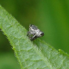 Cylindrocopturus quercus
