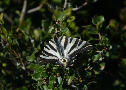 Iberian Scarce Swallowtail
