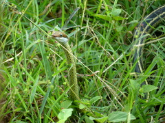 Psammophis schokari