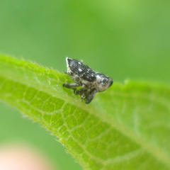 Cylindrocopturus quercus