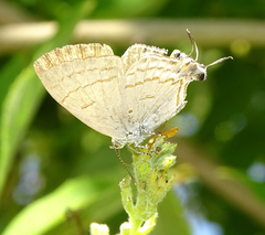 Hypolycaena philippus