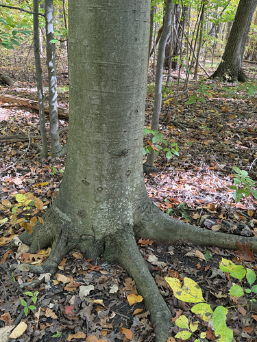 American beech