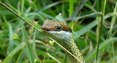 Psammophis schokari