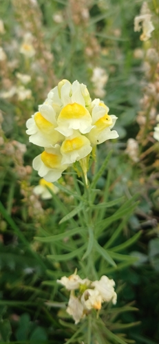 common toadflax