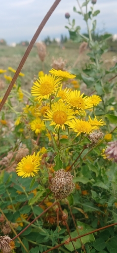 Meadow Fleabane