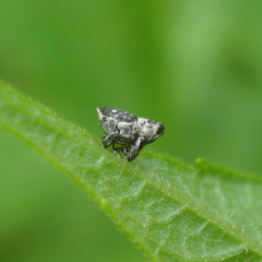 Cylindrocopturus quercus
