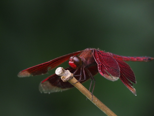 Neurothemis taiwanensis photo 3