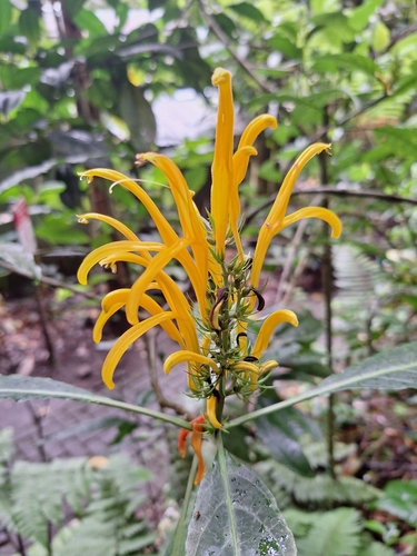 Justicia aurea observed 2026-10-12