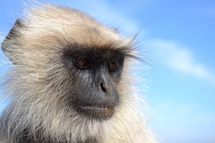 Semnopithecus entellus