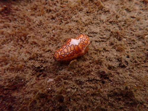 Cyphoma observed 2026-10-10