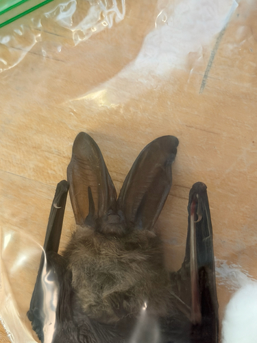 Townsend's Big-eared Bat