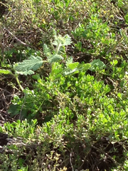 Phacelia malvifolia