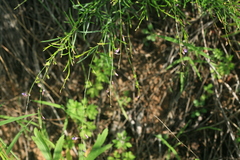 Polygala tenuifolia