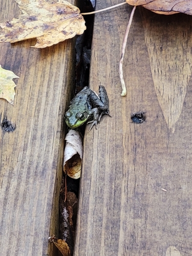 Green Frog