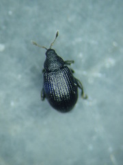 Rhamphus oxyacanthae
