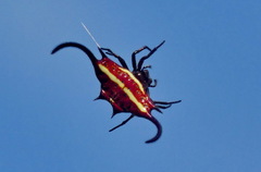 Gasteracantha falcicornis