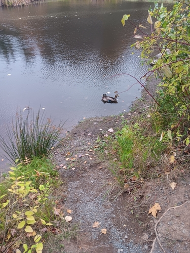 Mallard