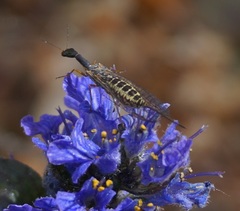 Raphidia euxina