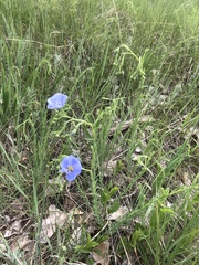 Linum pratense