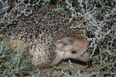 Hemiechinus auritus