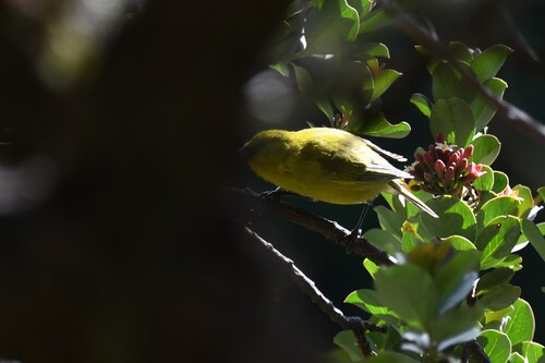 Chlorodrepanis virens observed 2026-10-01