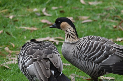 Branta sandvicensis observed 2026-10-01