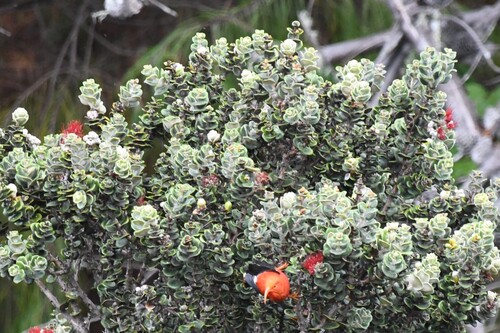 Metrosideros polymorpha observed 2026-10-01