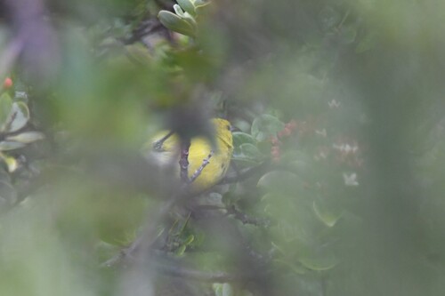 Chlorodrepanis virens observed 2026-10-01