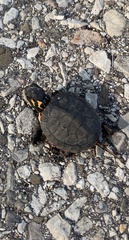 Chrysemys picta marginata