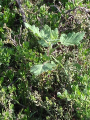 Phacelia malvifolia
