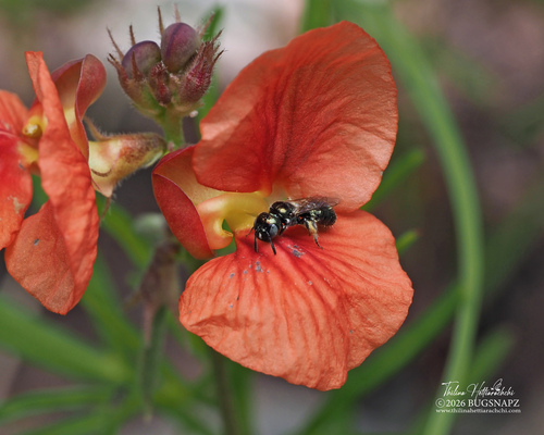 Ceratina neomexicana