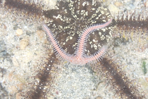 Ophiomastix observed 2026-10-10