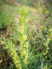 Thymelaea sanamunda