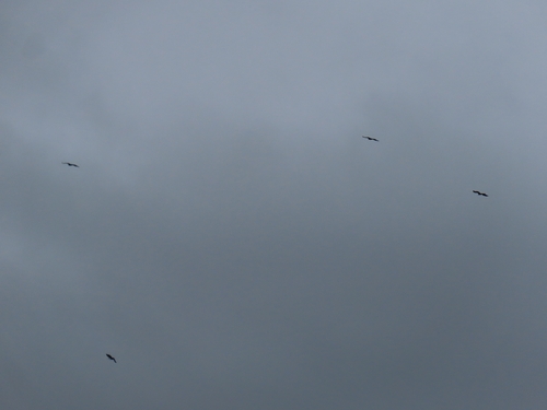 White-tailed Eagle