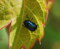 Cryptocephalus parvulus