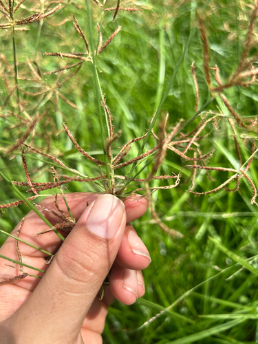 Cyperus rotundus observed 2026-09-24