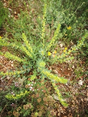 Thymelaea sanamunda