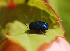 Cryptocephalus parvulus