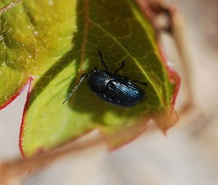 Cryptocephalus parvulus