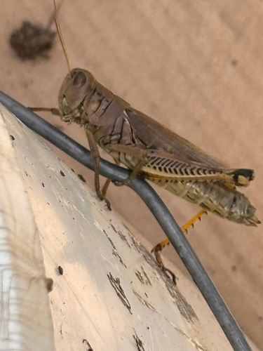 Differential Grasshopper