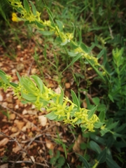 Thymelaea sanamunda