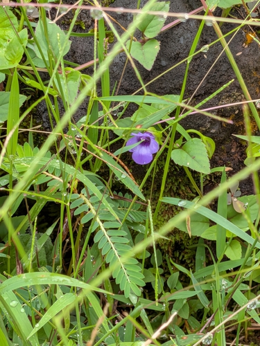 Torenia asiatica observed 2026-10-03