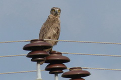 Circaetus
