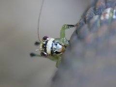 Lipotactes azuriventer